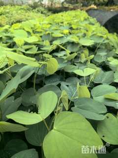 高度30厘米紫荆