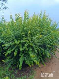 高度300厘米丁香