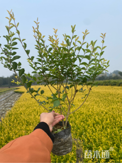 高度40厘米金禾女贞