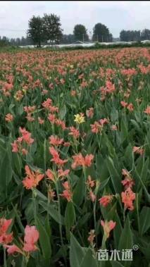 高度30厘米美人蕉