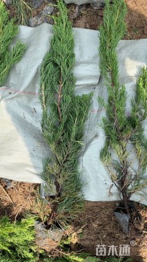 高度45厘米龙柏小苗