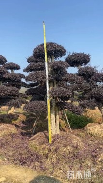 10公分造型红花继木桩