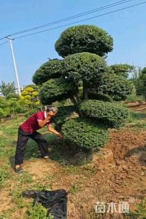 10公分造型小叶女贞