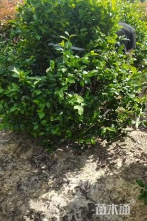 冠幅200厘米含笑球