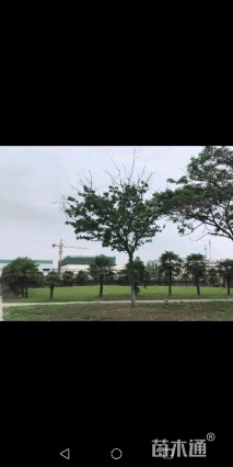 大王椰子
