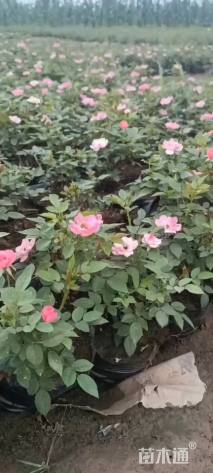 高度25厘米钻石月季