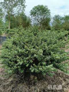 冠幅80厘米龟甲冬青球