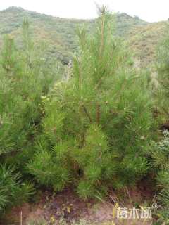 高度30厘米油松