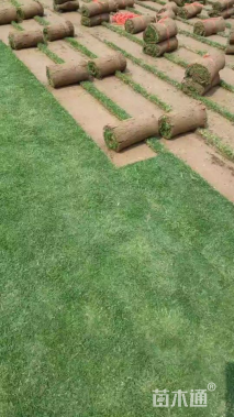 草卷状百慕大草