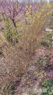 高度120厘米连翘