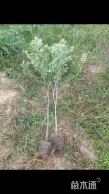 1公分暴马丁香