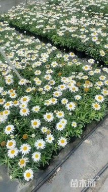 高度20厘米大滨菊