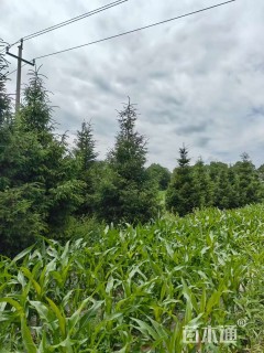 高度300厘米白扦云杉