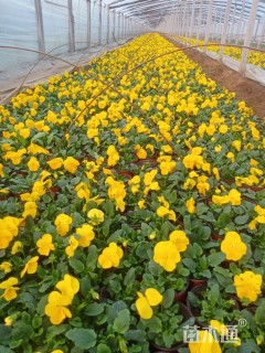 高度10厘米三色堇