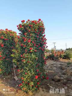 高度300厘米月季