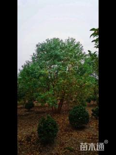 40公分(3杆)丛生乌桕