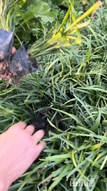 高度25厘米兰花