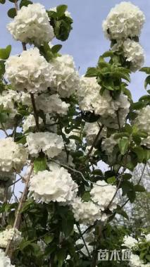 高度150厘米木绣球