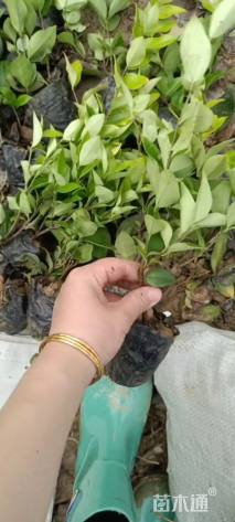 高度30厘米金森女贞