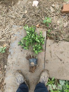 高度45厘米大叶黄杨