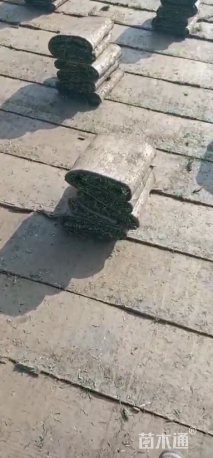草块状夏威夷草