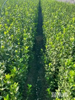 高度40厘米北海道黄杨