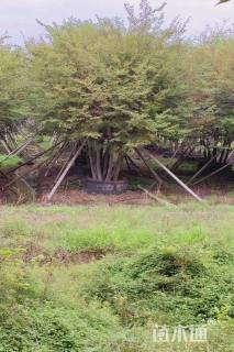 15公分(4杆)丛生榉树