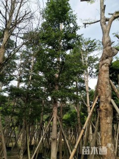 12公分小叶榄仁