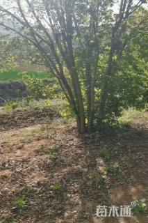 高度600厘米丛生五角枫