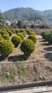 高度1.5厘米金叶假连翘