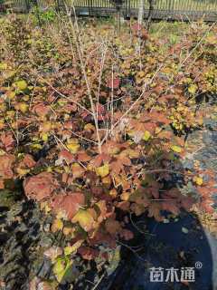 高度100厘米木绣球