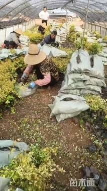 高度25厘米大花六道木