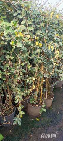 高度180厘米茉莉花