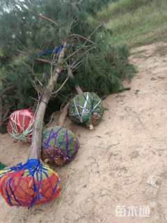 高度300厘米黑松