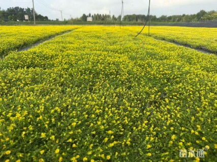 高度5厘米金莎蔓