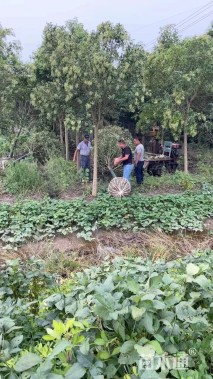 10公分大叶女贞