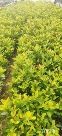 高度35厘米龙船花