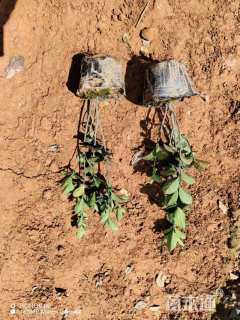 高度30厘米大叶黄杨