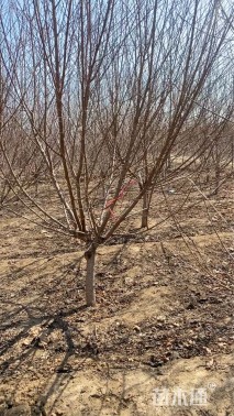 10公分菊花碧桃