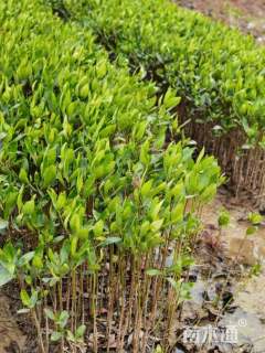 高度30厘米红海榄