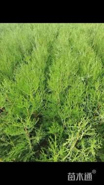 高度130厘米侧柏