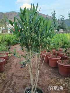 高度100厘米夹竹桃