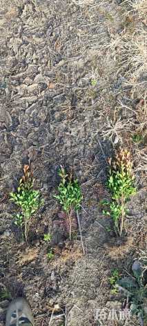 高度30厘米瓜子黄杨小苗