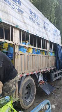 高度10厘米水芙蓉