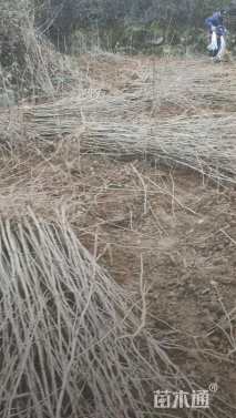 高度100厘米银杏小苗