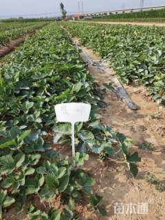 高度20厘米红颜草莓