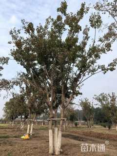 高度900厘米丛生元宝枫