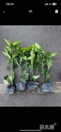 高度30厘米桃叶珊瑚