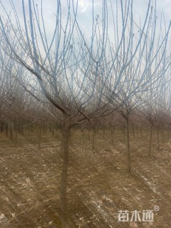 高度300厘米蜡梅