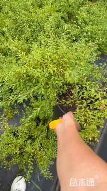 高度40厘米喷雪花